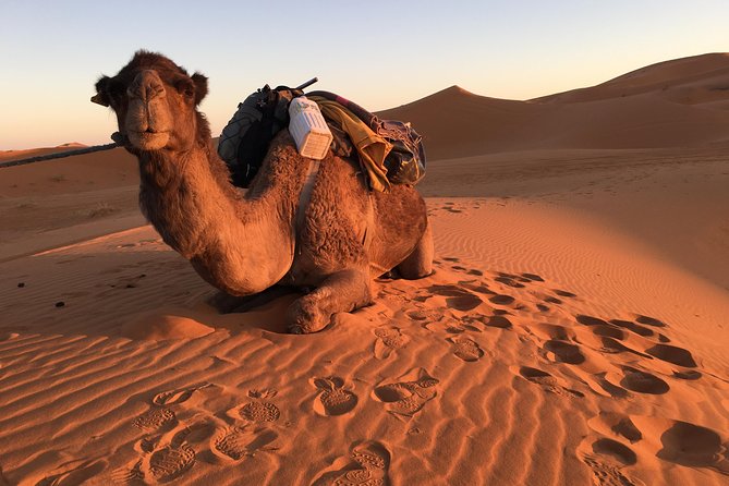 10-Day Chefchaouen to Sahara to Marrakech - Private Group - Day 7: From the dunes to Todra Gorge and Ouarzazate