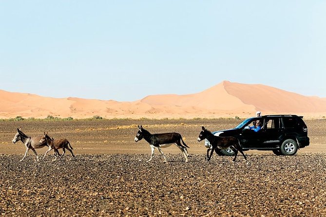 14 Days From Casablanca- Morocco Grand Tour - Rissani and Merzouga: the road to the Sahara