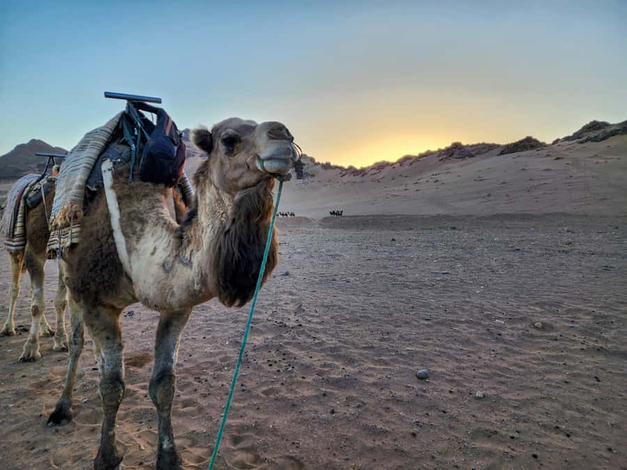 2-Day Excursion Marrakech to Ait Ben Haddou & Zagora Desert - Should you book the Marrakech to Zagora trip?