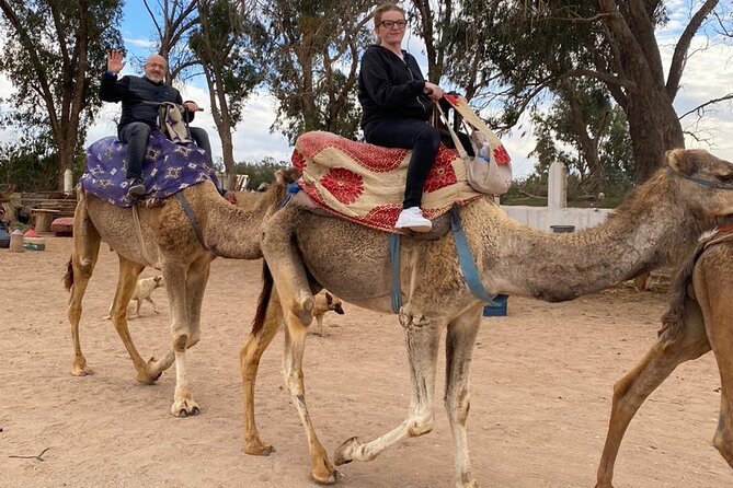 2 Hours Private Camel Ride in Agadir - Riding through eucalyptus trees toward the Souss River