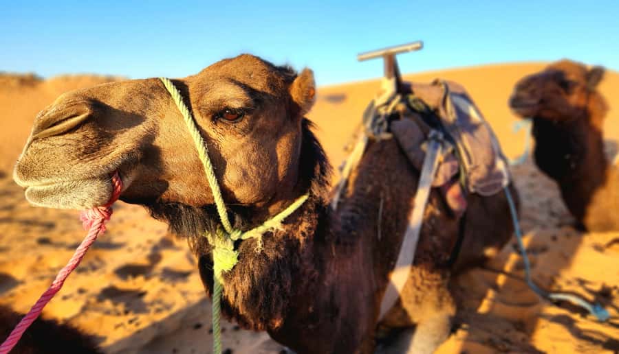 3-Day Desert Adventure: Ouarzazate to Merzouga - The Road of the Thousand Kasbahs is the real bridge between worlds
