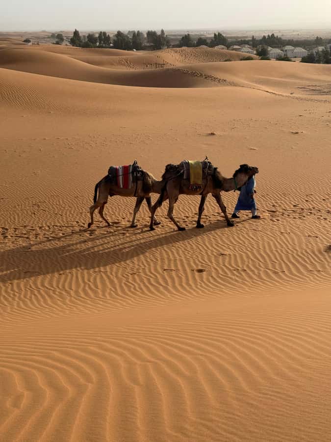 3-Day luxury Adventure: Marrakech to Merzouga incl.Quad/show - Who should choose this Sahara trip
