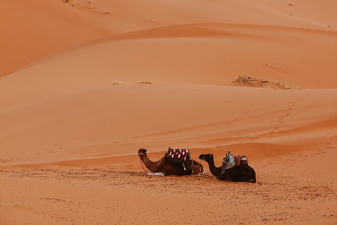 3-Day Sahara Desert Adventure: A Journey Through Morocco’s Dunes - Todra Gorge and the palm groves of Tinghir