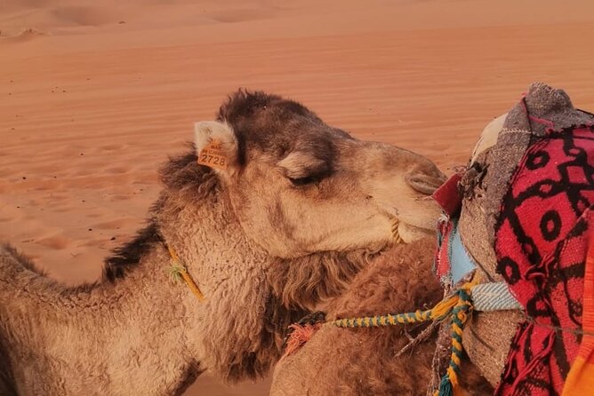 3 Days Deep Merzouga Desert Tour from Marrakech - A Berber camp night with dinner and drums