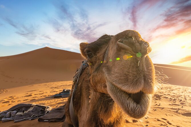 3 Days Desert Tour from Fes to Marrakech via Merzouga - Why this route works better than a straight transfer