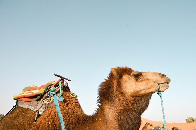3 Days Desert Tour from Fes to Marrakech via Merzouga - What the $801.40 price means