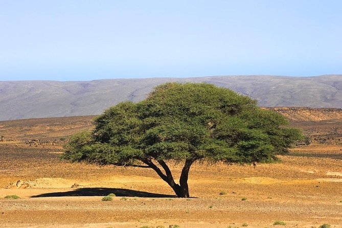 3 Days From Marrakech To Erg Chigaga - The private guide makes a real difference