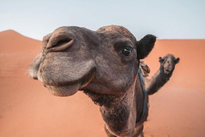 3 Days Private Tour to Merzouga from Marrakech - Day 1: High Atlas passes, Skoura, and Dades