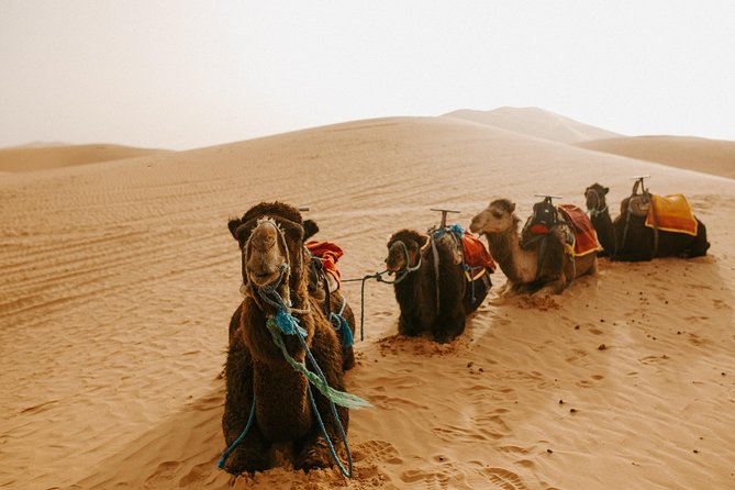 3-Days Sahara Desert Tour from Fez to Marrakech - Who should book this desert tour?