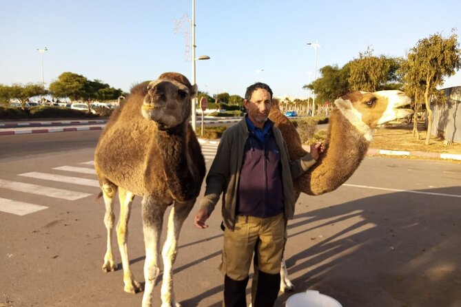 3-hour camel ride at sunset - Timing the sunset properly