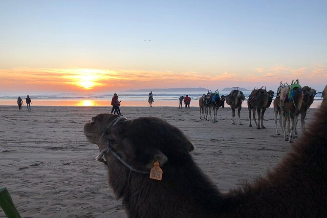 3-hour camel ride at sunset - Booking, pickup, and cancellation details