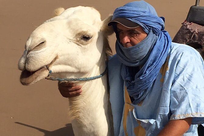 3 hours Camel Ride in Essaouira, beach and dunes - A small forest of eucalyptus and mimosa