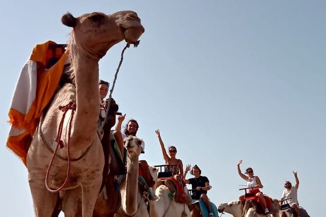 3 hours Camel Ride in Essaouira, beach and dunes - Guides, photos, and the human side of the ride