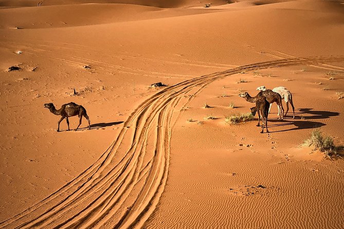 4-Day, 3-Night Marrakech to Marrakech Desert tour - The route gives you Morocco in changing colors