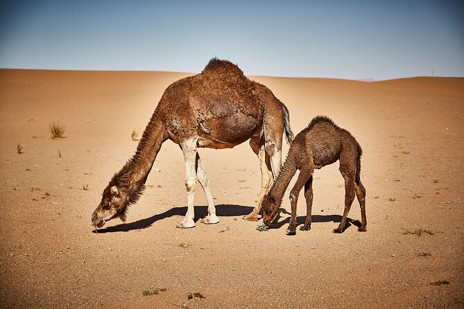 4-Day, 3-Night Marrakech to Marrakech Desert tour - What the private vehicle changes