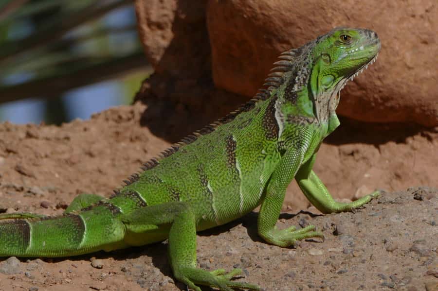 Agadir: Agadir Crocodile Park Adventure - Key points to know before you go