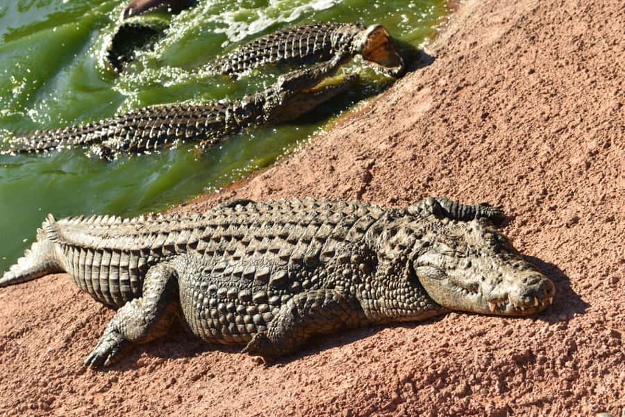 Agadir: Agadir Crocodile Park Adventure - What the Agadir Crocodile Park visit is really like