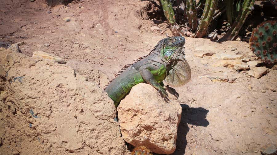 Agadir: Agadir Crocodile Park Adventure - Watching crocodiles up close