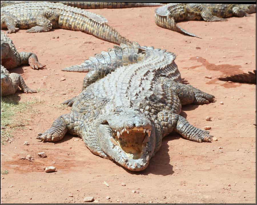 Agadir: Agadir Crocodile Park Adventure - Family features that make the two hours easier