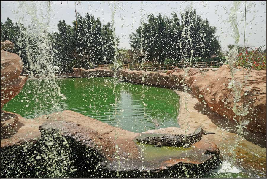 Agadir: Agadir Crocodile Park Adventure - Why the transfer service is useful