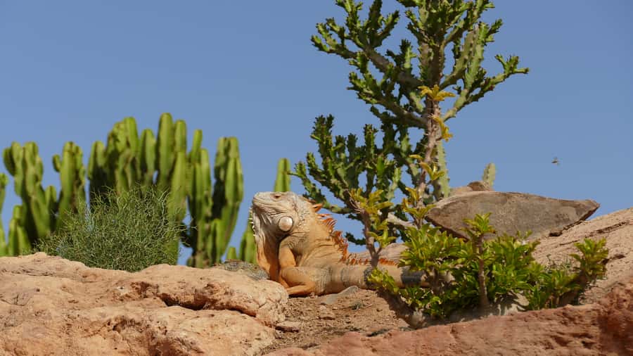 Agadir: Agadir Crocodile Park Adventure - Adding Souk El Had, camels, or quad bikes