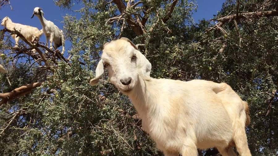 Agadir: ATV Quad Biking and Goats On Argan Trees with Tea - Getting used to the quad bike
