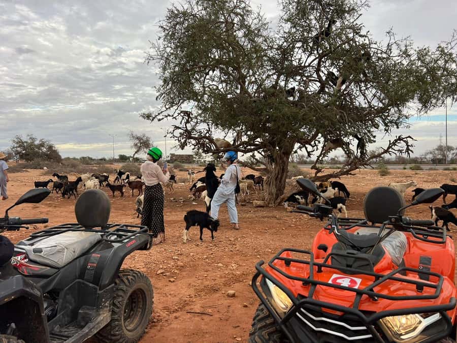 Agadir: ATV Quad Biking and Goats On Argan Trees with Tea - Meeting the goats in the argan trees