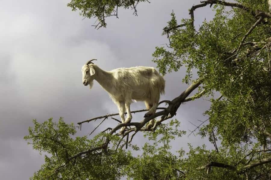 Agadir: ATV Quad Biking and Goats On Argan Trees with Tea - Small drawbacks to weigh first