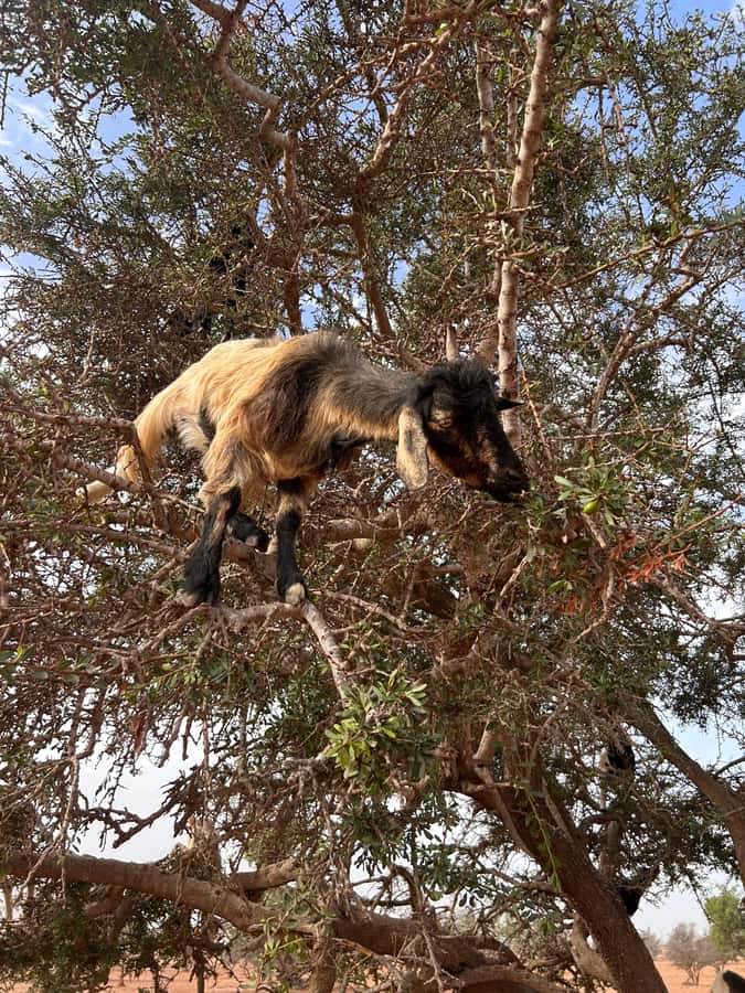 Agadir: Cable Car, Crocopark, and Goats on Trees Tour - Key points to know before booking
