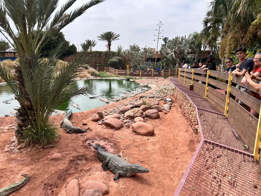 Agadir: Cable Car, Crocopark, and Goats on Trees Tour - Is $76 per person fair value?
