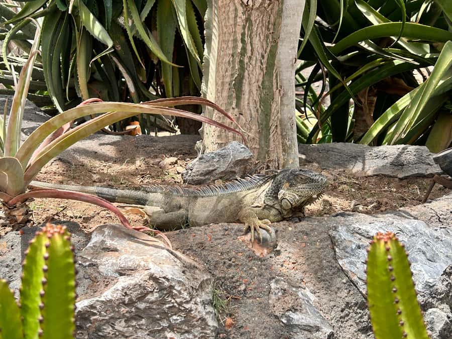 Agadir: Cable Car, Crocopark, and Goats on Trees Tour - Timing, comfort, and practical details