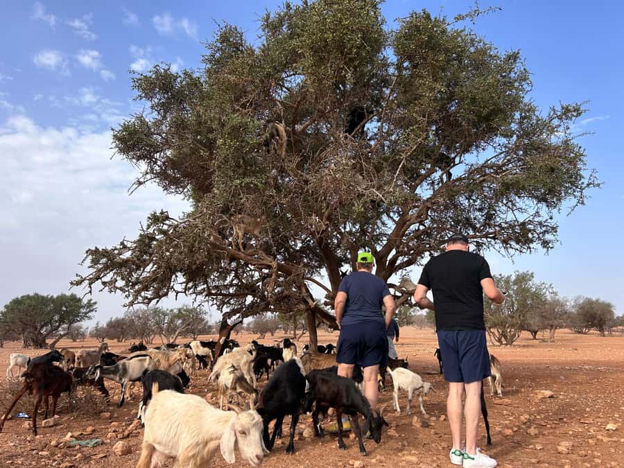Agadir: Cable Car, Crocopark, and Goats on Trees Tour - The goat stop, Morocco’s most unusual photo opportunity