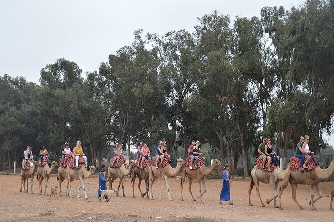 Agadir Camel Ride Experience - Who will enjoy this camel ride most?