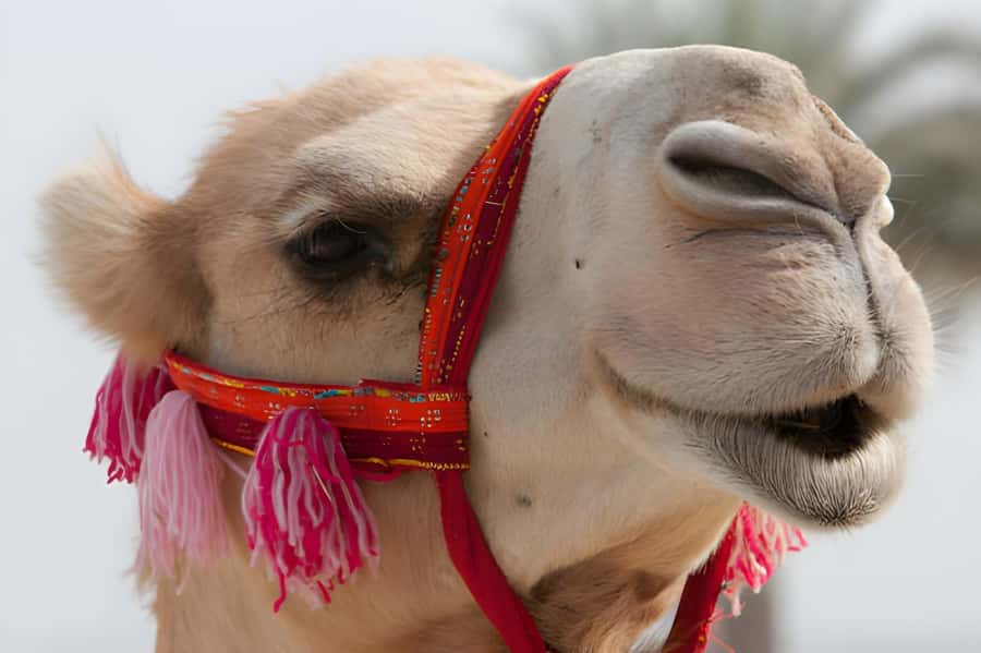 Agadir: Camel Ride Experience With Dinner Option - What this Agadir camel ride is really like