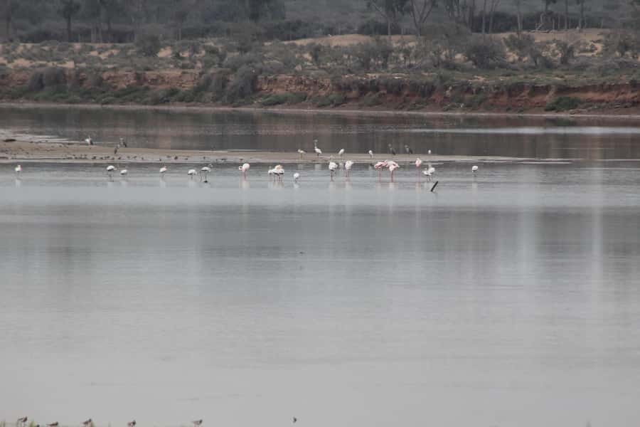 Agadir Camel Ride Flamingo River & BBQ Dinner - What the Agadir camel ride is really like