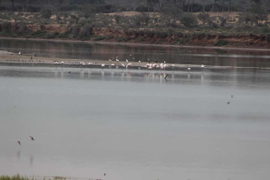 Agadir Camel Ride Flamingo River & BBQ Dinner - Riding through eucalyptus forest and sand