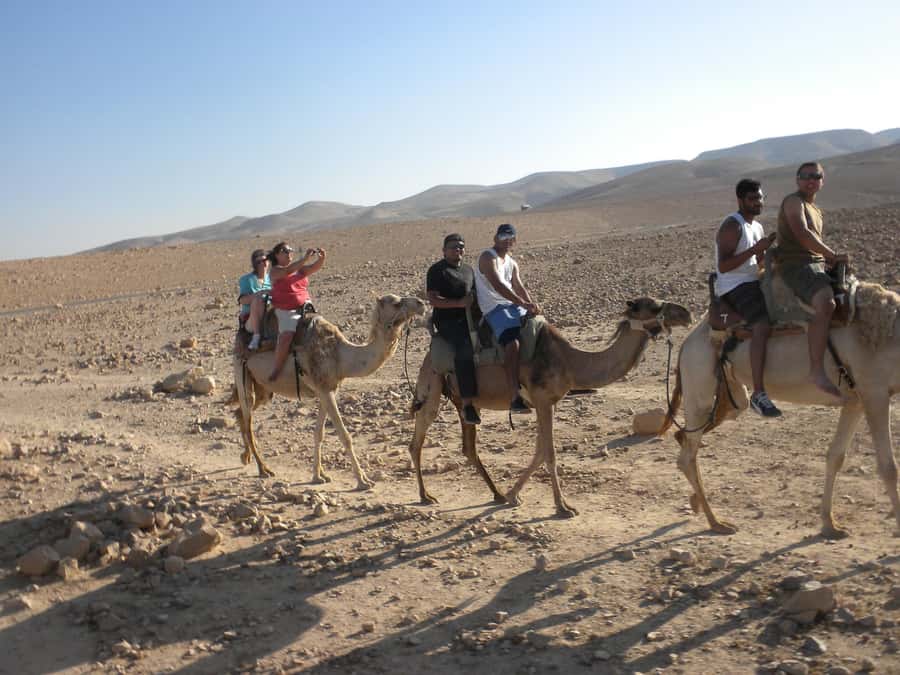 Agadir Camel Ride Flamingo River & BBQ Dinner - Who will enjoy this best?