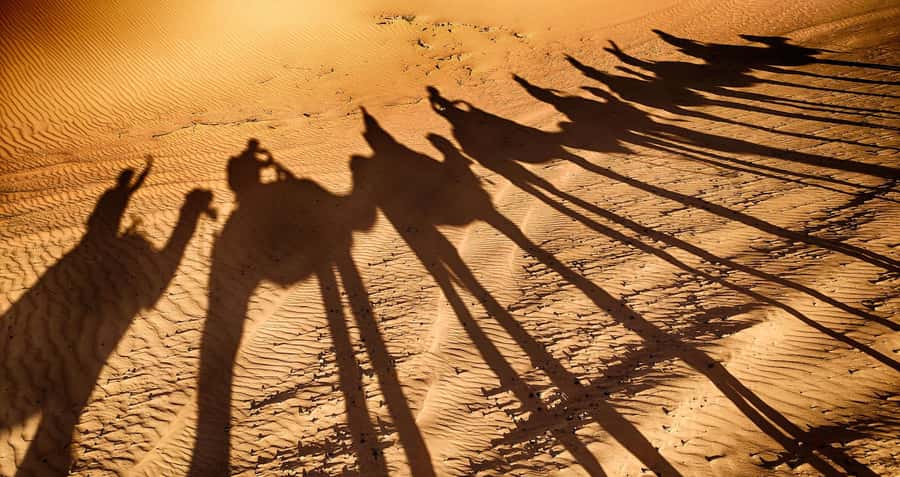 Agadir: Camel Ride With Tea - Riding through eucalyptus trees