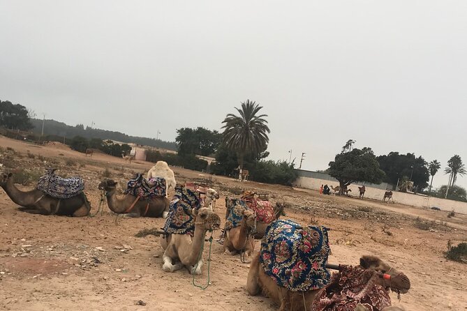 Agadir Camel Riding - What the ride feels like in practice