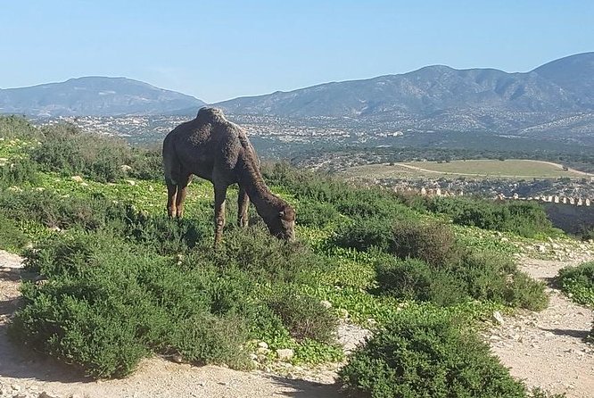 Agadir city tour from riu palace tikida taghazout - What the Time Breakdown Means
