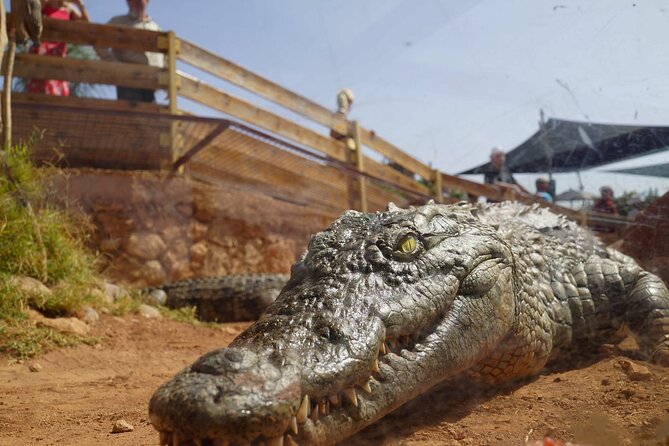Agadir Crocodile Park Adventure - Giant anacondas and a garden that feels like a jungle