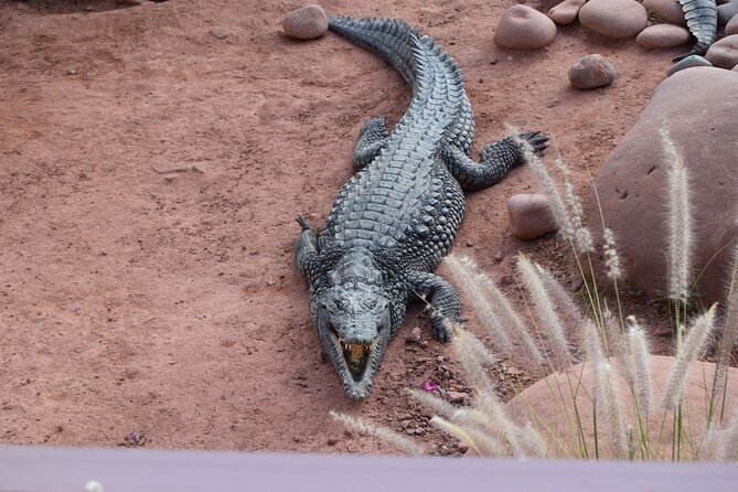 Agadir Crocodile Park Adventure - Is $40.71 good value?