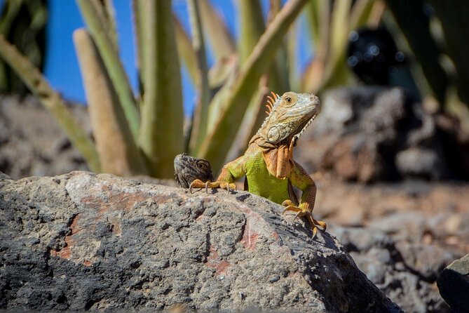 Agadir Crocodile Park Adventure - From your hotel to the park in about one hour