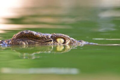 Crocoparc Skip-the-Line Entry Ticket