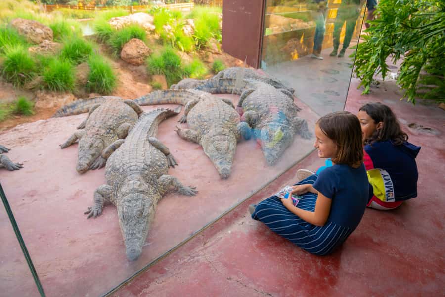 Agadir: Crocoparc Skip-the-Line Entry Ticket - Planning your visit around feeding time
