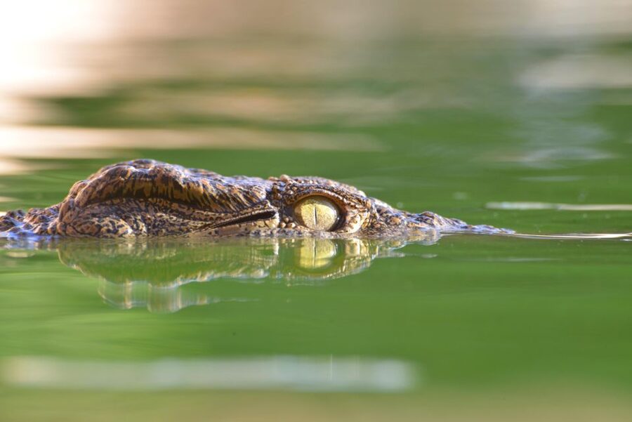 Agadir: Crocoparc Skip-the-Line Entry Ticket - Food, rest areas, and family facilities