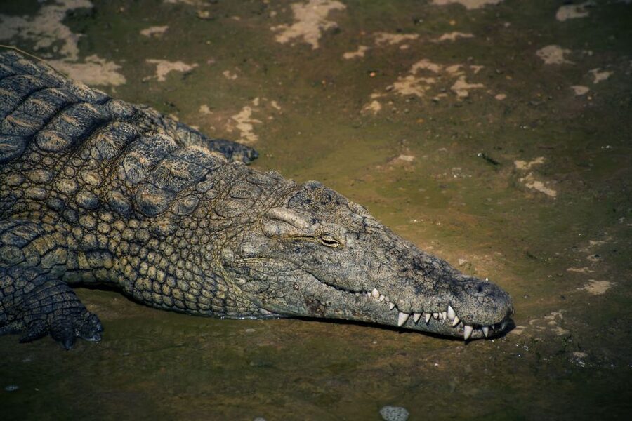 Agadir Crocoparc: Ticket and Transfer - Key points to know before you go