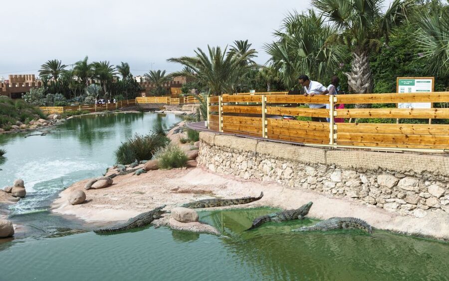 Agadir Crocoparc: Ticket and Transfer - What the transfer adds to the price