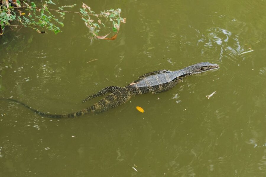 Agadir Crocoparc: Ticket and Transfer - The blue garden and its rare aloe
