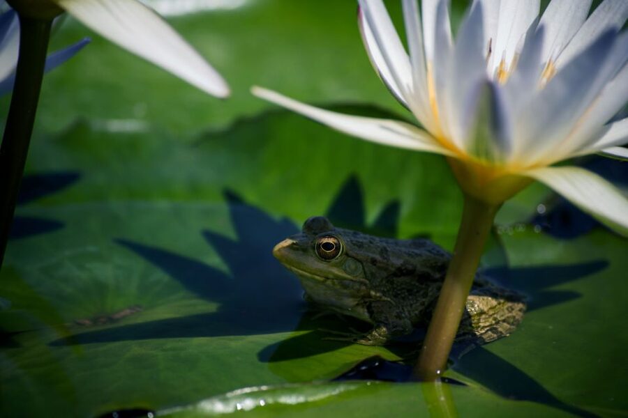 Agadir Crocoparc: Ticket and Transfer - Water lilies, papyrus, and the aquatic garden